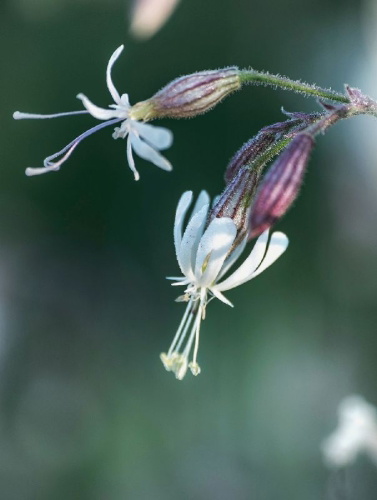 Buchcover und Innenansicht für das Buch: Floramour: Wildblumen