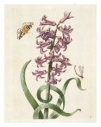 Buchcover und Innenansicht für das Buch: Maria Sibylla Merian: The New Book of Flowers/Neues Blumenbuch