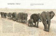Buchcover und Innenansicht für das Buch: Migration: Incredible Animal Journeys