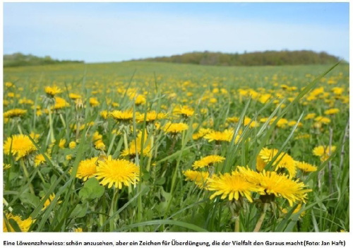 Buchcover und Innenansicht für das Buch: Die Wiese