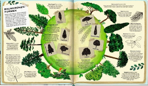 Buchcover und Innenansicht für das Buch: Die geheime Welt der Bäume