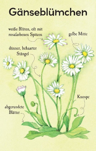 Buchcover und Innenansicht für das Buch: Natur-Entdecker-Karten: Unsere heimischen Blumen