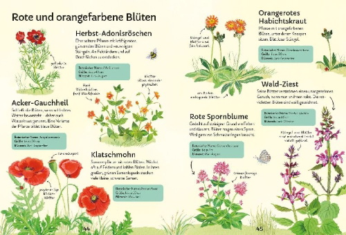 Buchcover und Innenansicht für das Buch: Ich erkunde die Natur: Unsere Wildblumen
