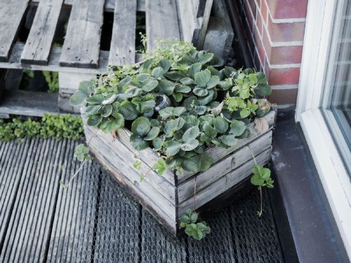 Buchcover und Innenansicht für das Buch: Rethink Garten. Bewusst pflanzen, umweltschonend düngen, naturnah selbst versorgen