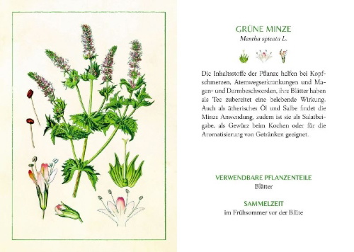 Buchcover und Innenansicht für das Buch: Kräuter und Blumen am Wegesrand